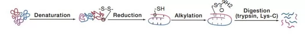 Figure 2. Experimental Workflow of Protein Digestion